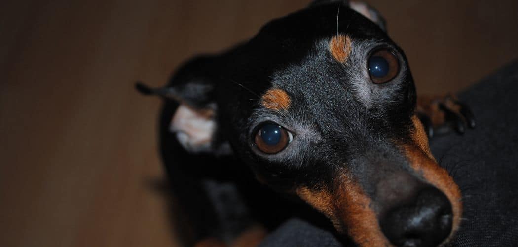 Dog Suddenly Afraid of Everything