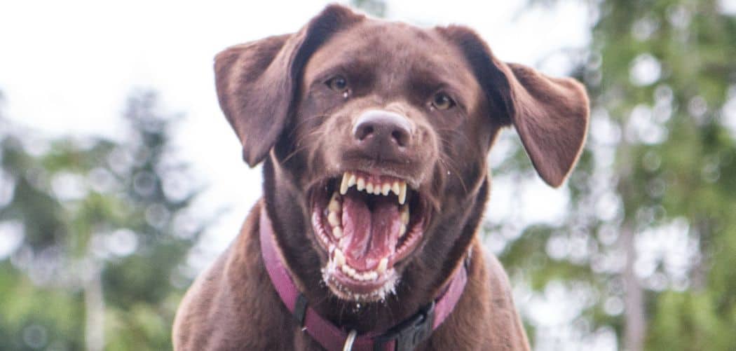 Dog Suddenly Barking at Everything