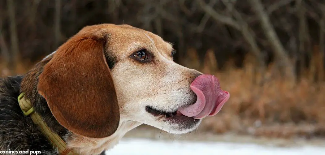 Dog Suddenly Changed Behavior