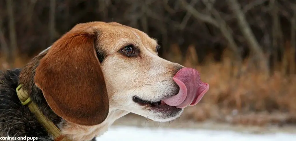 Dog Suddenly Panting