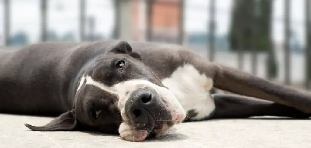 Dog Suddenly Vomiting Blood