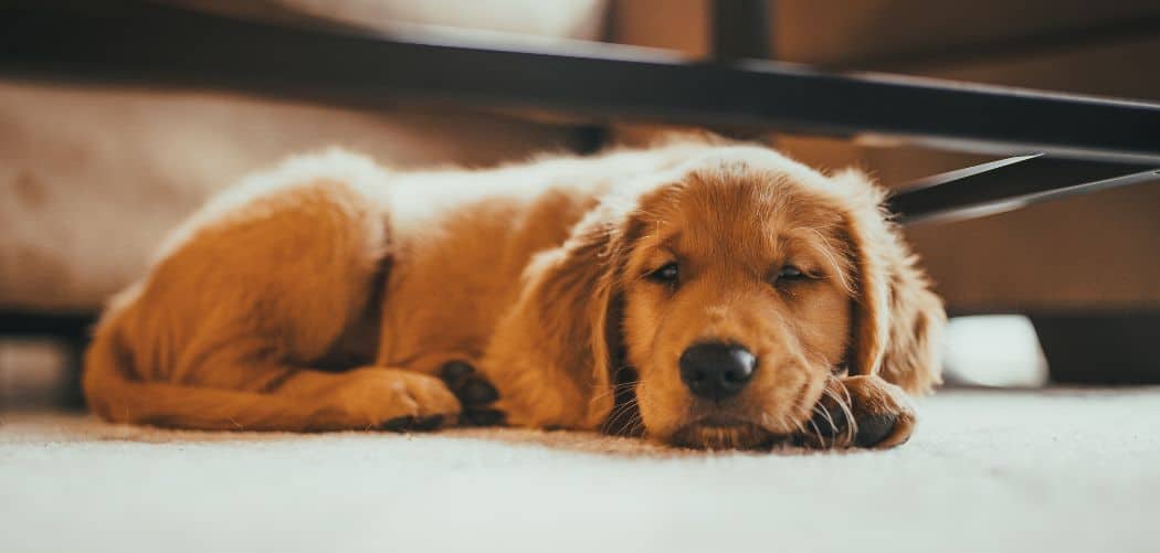 Dog Vomiting Due to Empty Stomach