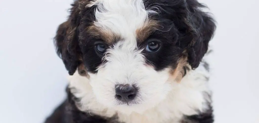 Puppy Throwing Up After Vaccines