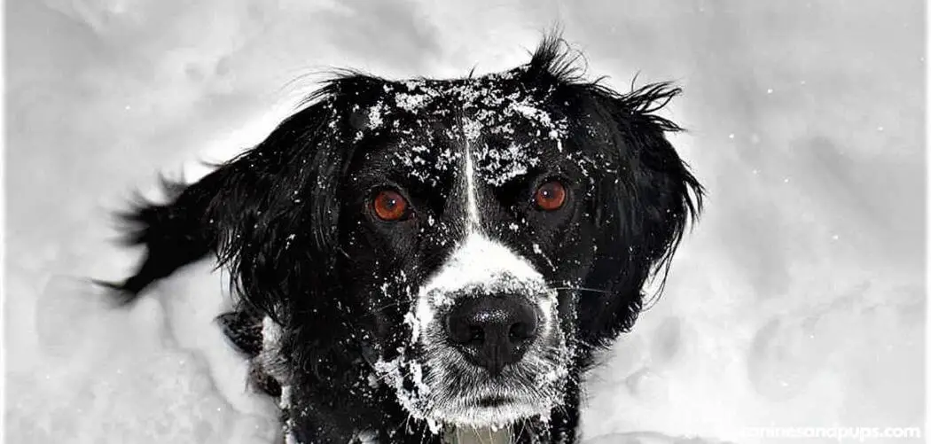 Can Eating Snow Make My Dog Sick