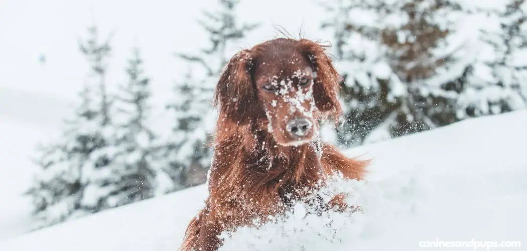 Dog Eating Snow and Vomiting