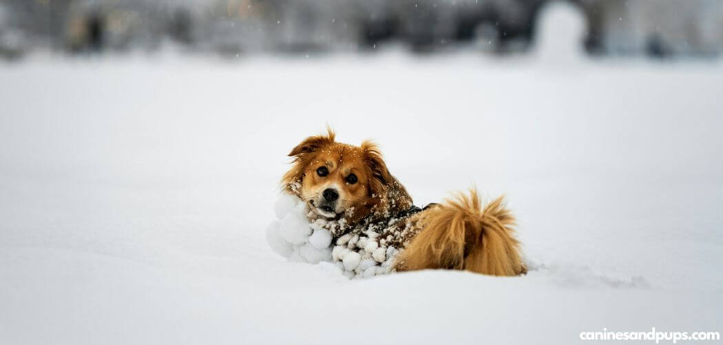 Dog Eating Snow Not Drinking Water but Acting Normal