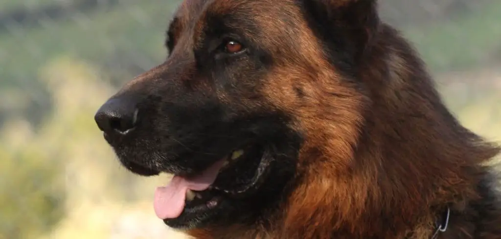 Dog Breathing Heavy but Acting Normal