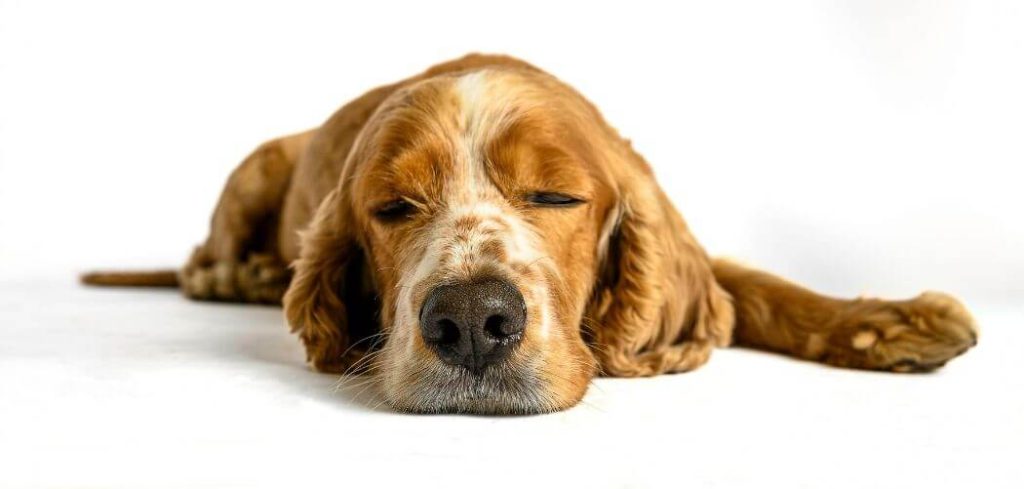 Dog Crying After Vaccine