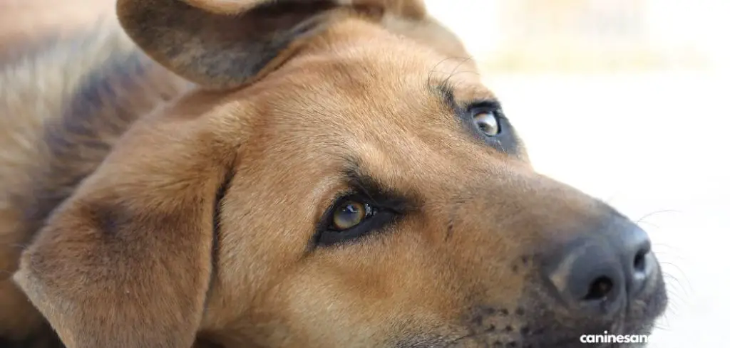 Dog Diarrhea And Vomiting After Vaccine