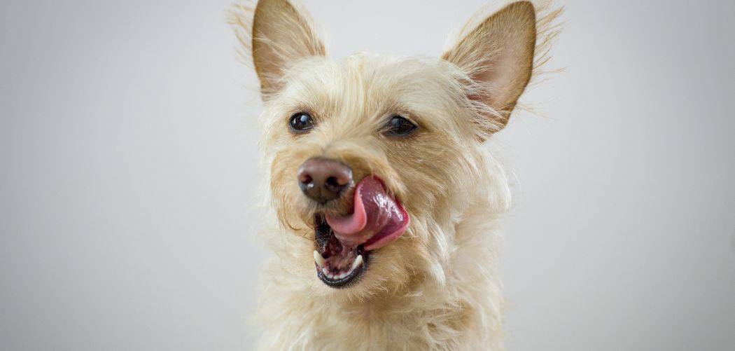 Dog Excessively Licking Body