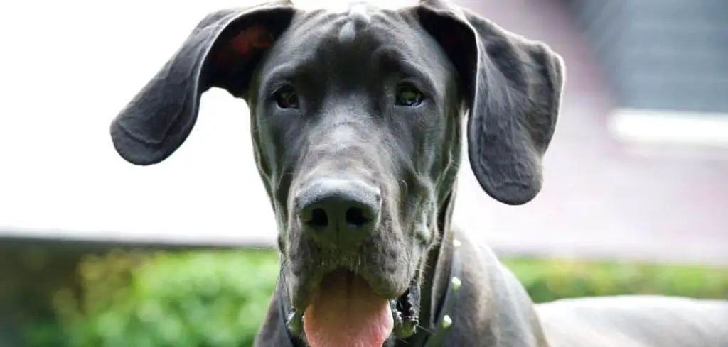 Dog Foaming at Mouth but Acting Normal