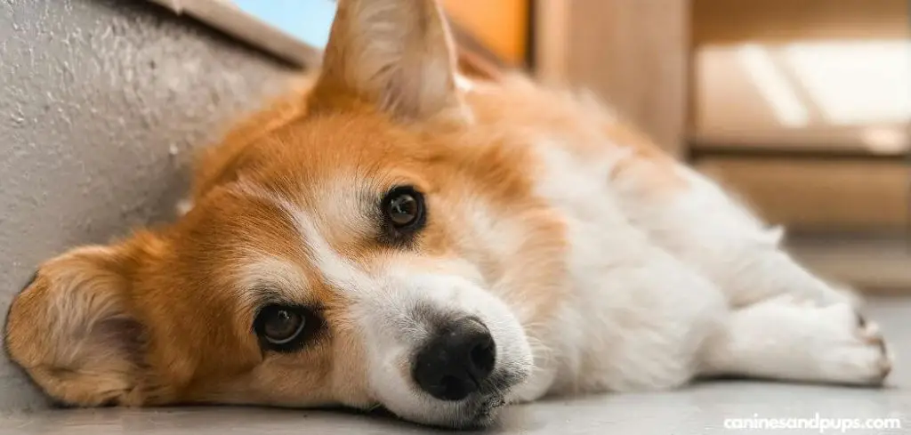 Dog Has Not Slept for 2 Days