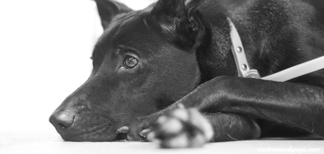 Dog In Pain After Vaccine Shot