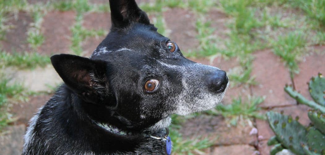 Dog Incontinence After Vaccine