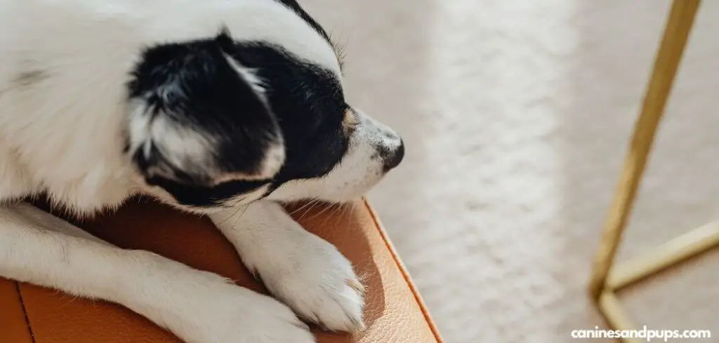Dog Paw Swollen After Vaccine