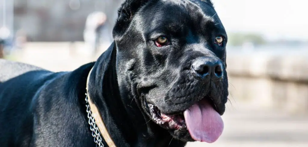 Dog Pooping Slime but Acting Normal