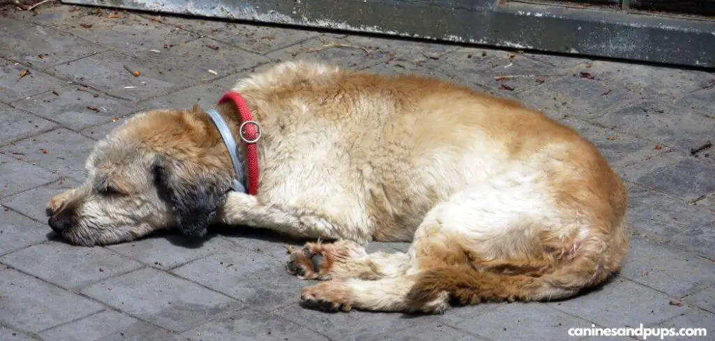 Dog Suddenly Lethargic And Not Walking