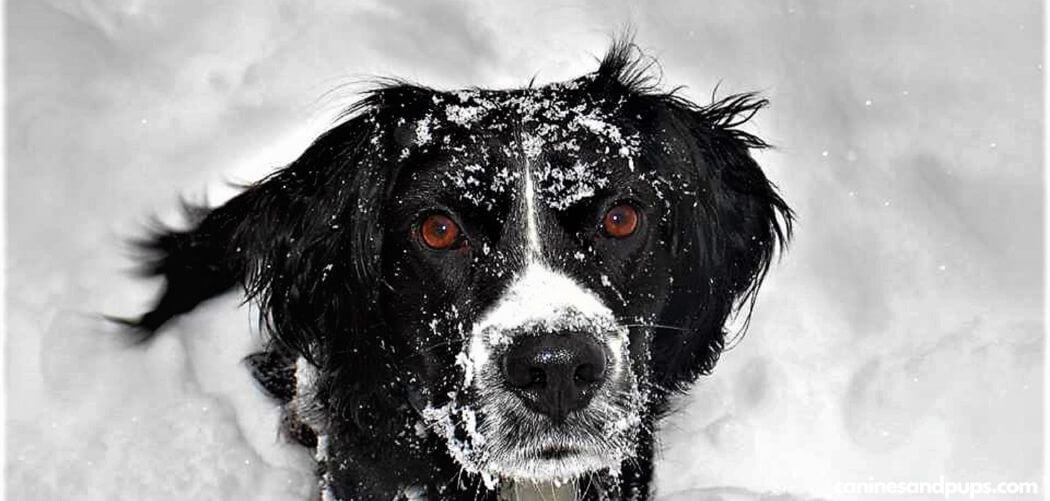 Dog Suddenly Not Coming When Called