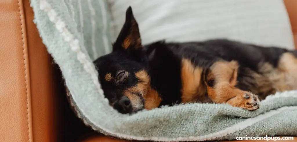 Dog Suddenly Not Eating Or Drinking And Lethargic