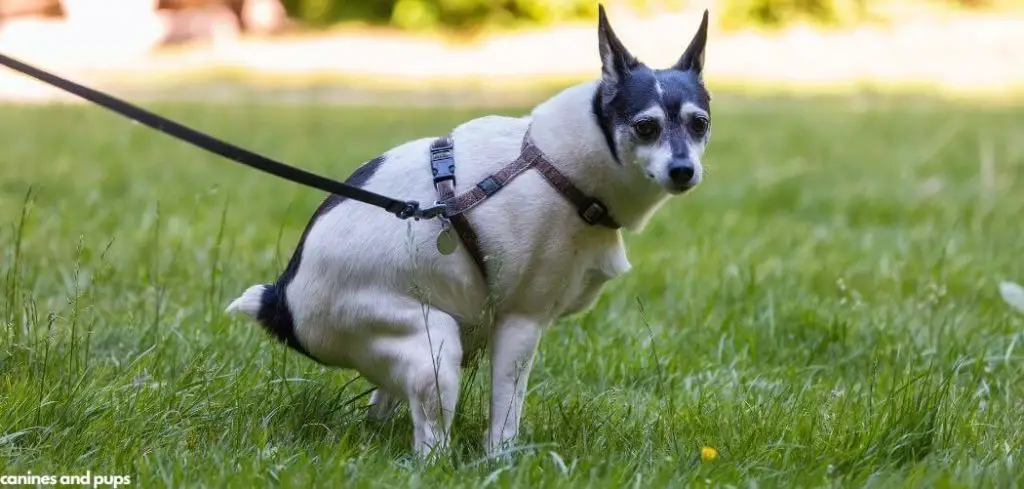 Dog Suddenly Not Pooping