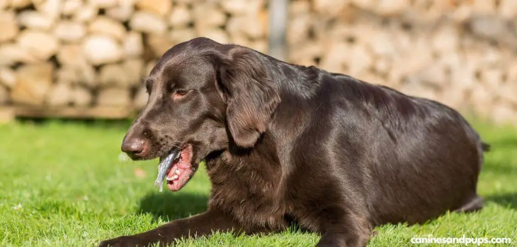 Dog Throwing Up Blood but Acting Normal