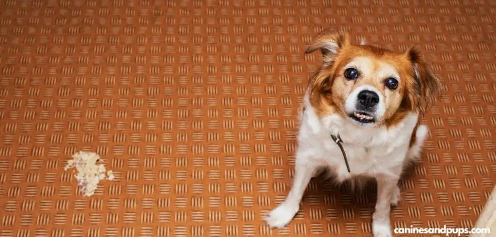 Dog Throwing Up Excessively for No Reason