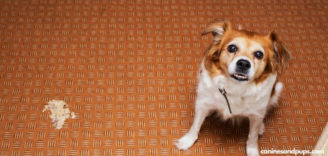 Dog Throwing Up Excessively for No Reason
