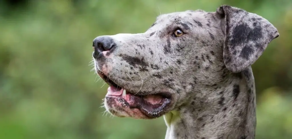 Dog Throwing Up Food but Acting Normal