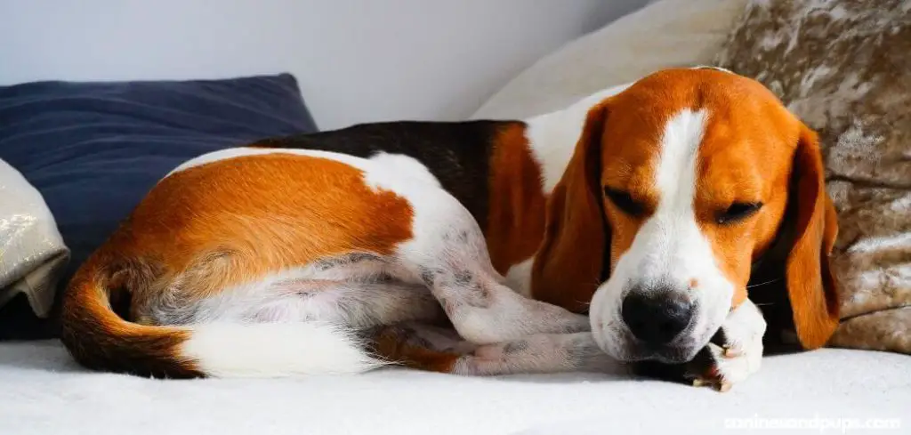 Dog Very Tired and Not Eating