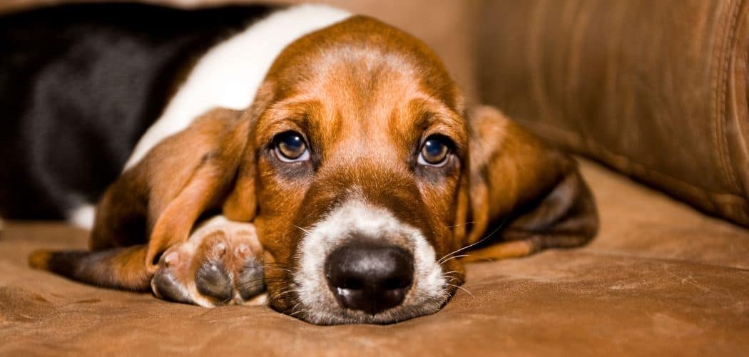 Dog Vomit Yellow After Vaccine