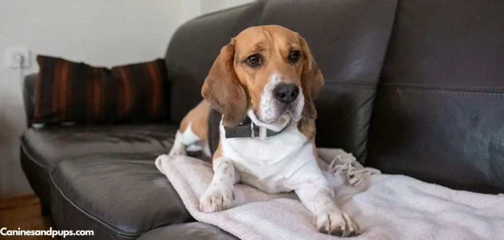 Dog Vomiting at Night but Acting Normal