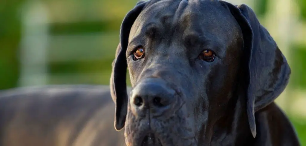 Old Dog Eyes Watering