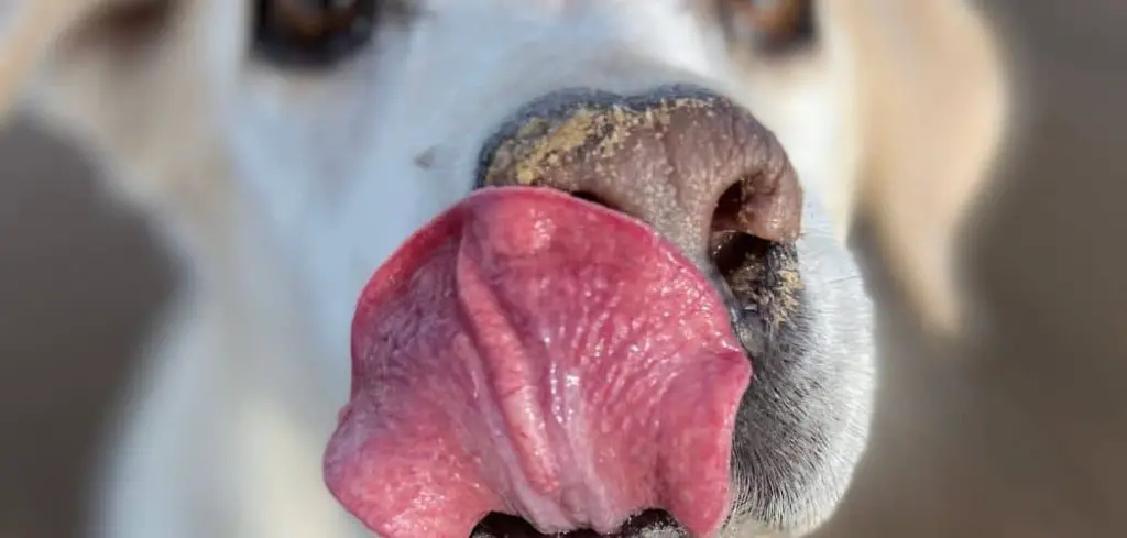 Old Dog Licking Everything Excessively Suddenly