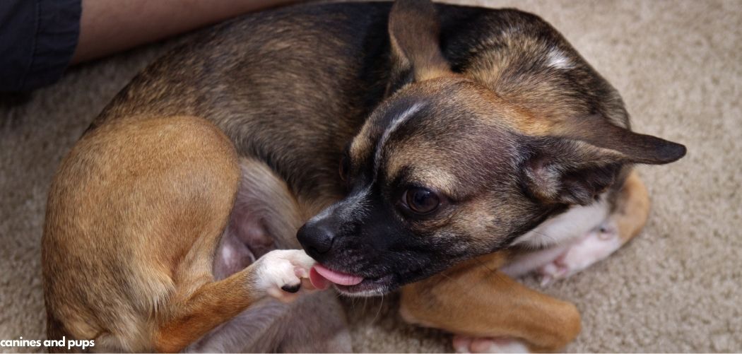 Old Dog Licking Paws