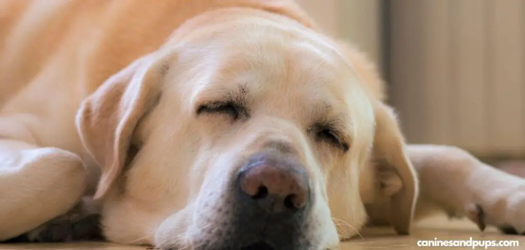 Old Dog Licking and Swallowing Excessively Suddenly