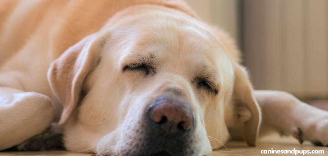 Old Dog Licking and Swallowing Excessively Suddenly