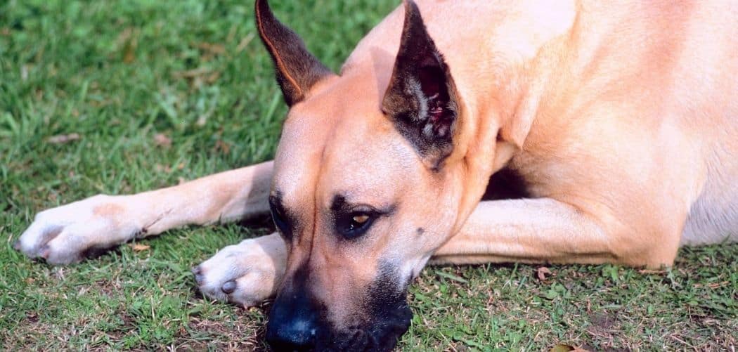 Old Dog Not Digesting Food