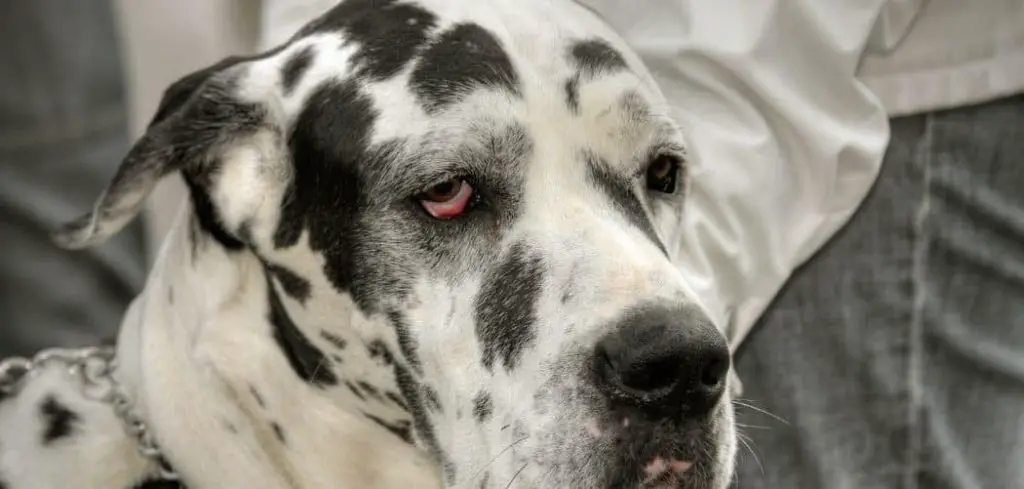 Old Dog Not Sleeping at Night