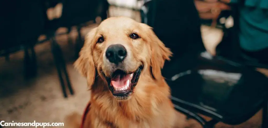 Old Dog Peeing Blood but Acting Normal