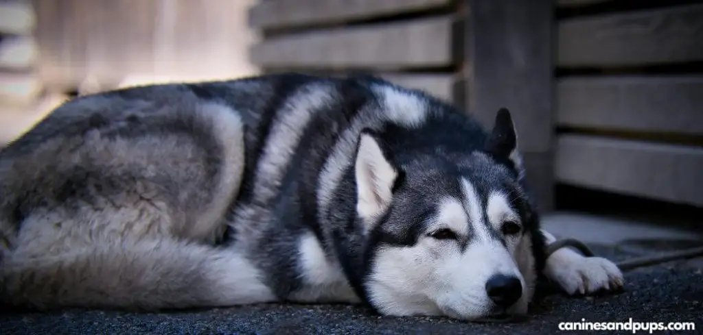 Old Dog Sleeping Excessively