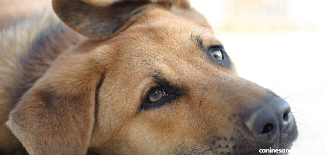 Old Dog Suddenly Has Bad Gas