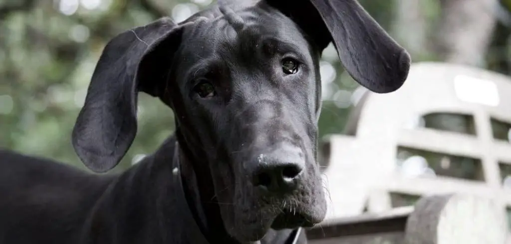 Old Dog Throwing Up Yellow Bile