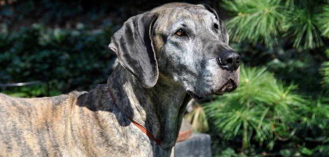 Old Dog Wants to Stay Outside