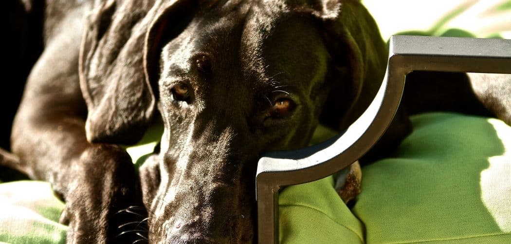 Old Dog Warts Bleeding