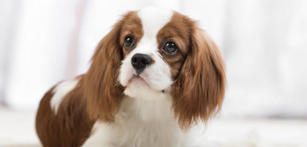 Small Dog Shaking After Vaccine