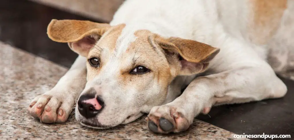 Swelling on Dog After Vaccine