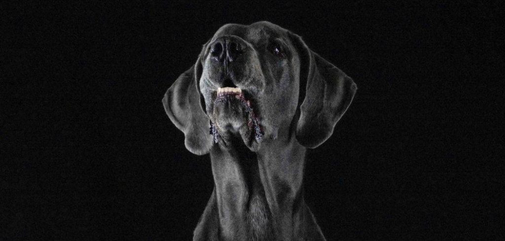 Old Dog Barking All Night