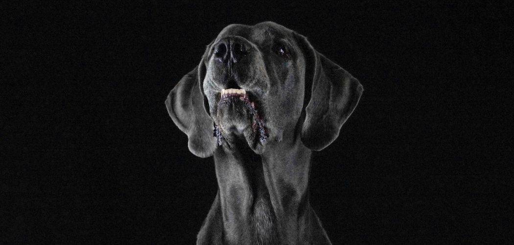 Old Dog Barking All Night