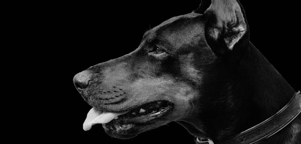 Old Dog Barking At Night For No Reason