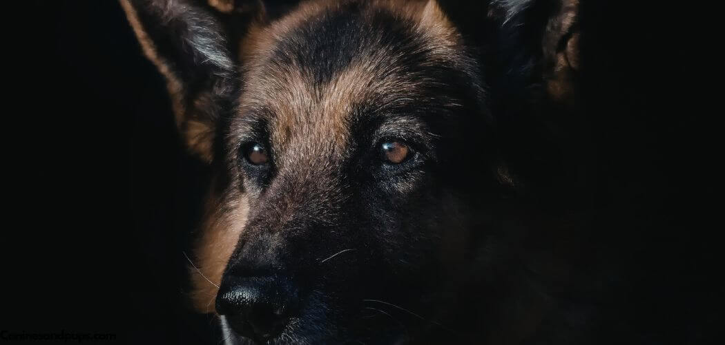 Old Dog Behavior Changes At Night